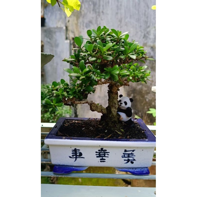 bonsai santigi shito/mame