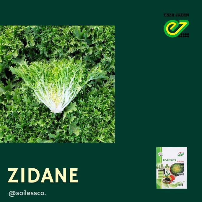 benih lettuce endive zidane 1 gram