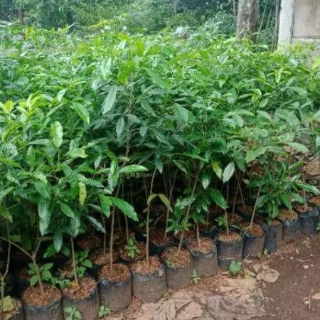 Bibit Pohon Tabebuya - Tanaman Tabebuya - Bunga Tabebuya