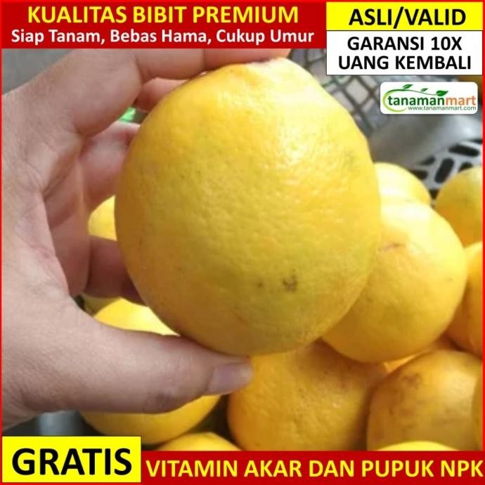 

Bibit Jeruk Lemon California Asli Bergaransi, Pohon Buah Lemon Valid