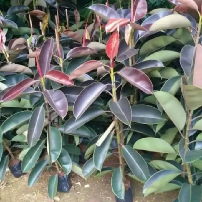 Terlaris Tanaman Hias Karet Kebo Merah Tinggi 130 Cm