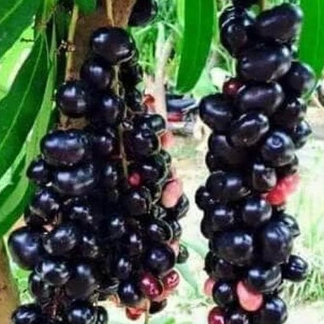 Bibit Buah Juwet Hitam Bisa Berbuah Di Dalam Pot FFFF