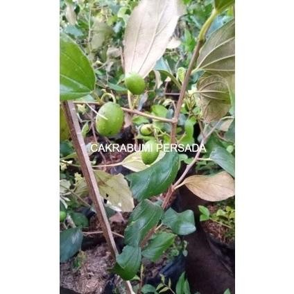 Bibit Buah Apel Putsa atau Apel India Kondisi Berbunga Cepat Berbuah