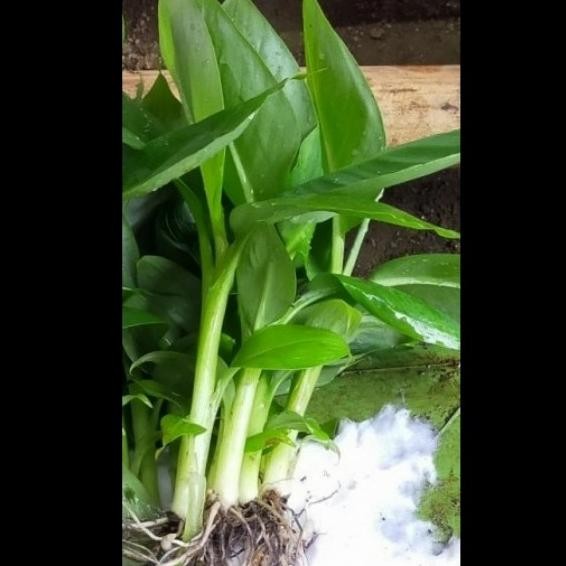 bibit pisang cavendish,bibit pohon pisang cavendish PREMIUM