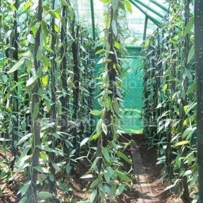 Bibit vanili bibit stek vanili per meter vanila bibit buah vanili FFFF
