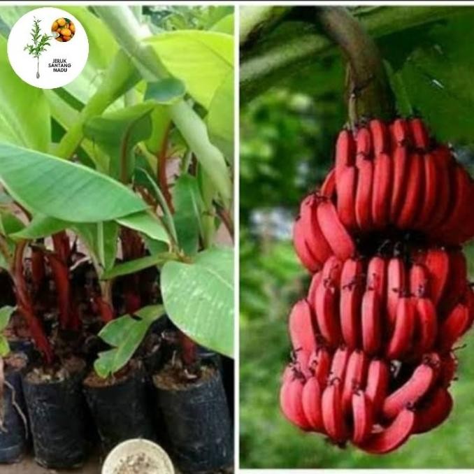 bibit pisang merah ruby AZZ