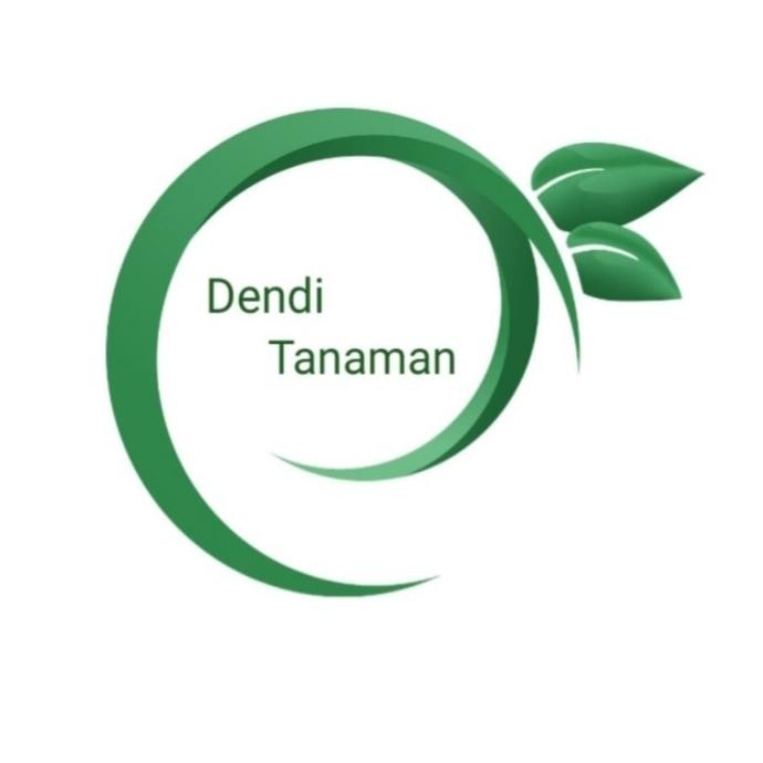 Bibit Pohon Pisang Kepok Super / Buah Pisang Kepok BB PREMIUM