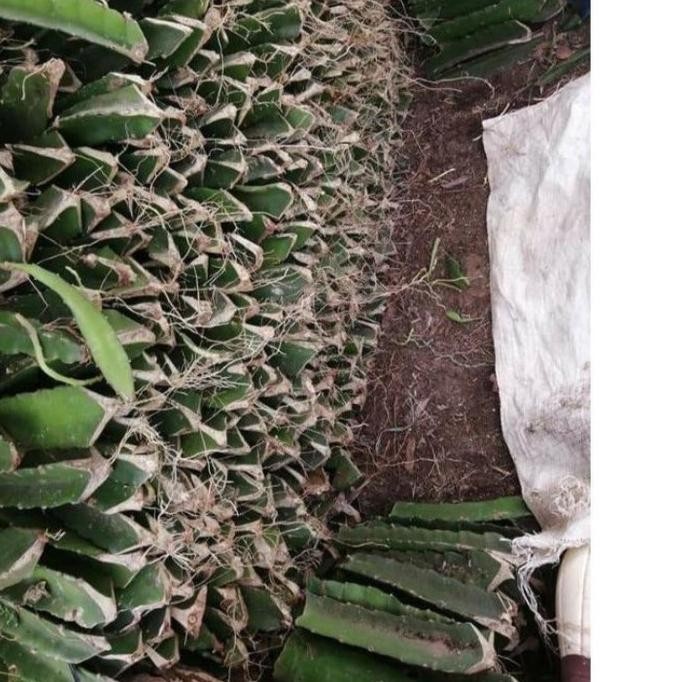 bibit stek buah naga kuning super/bibit stek buah naga kuning FFFF