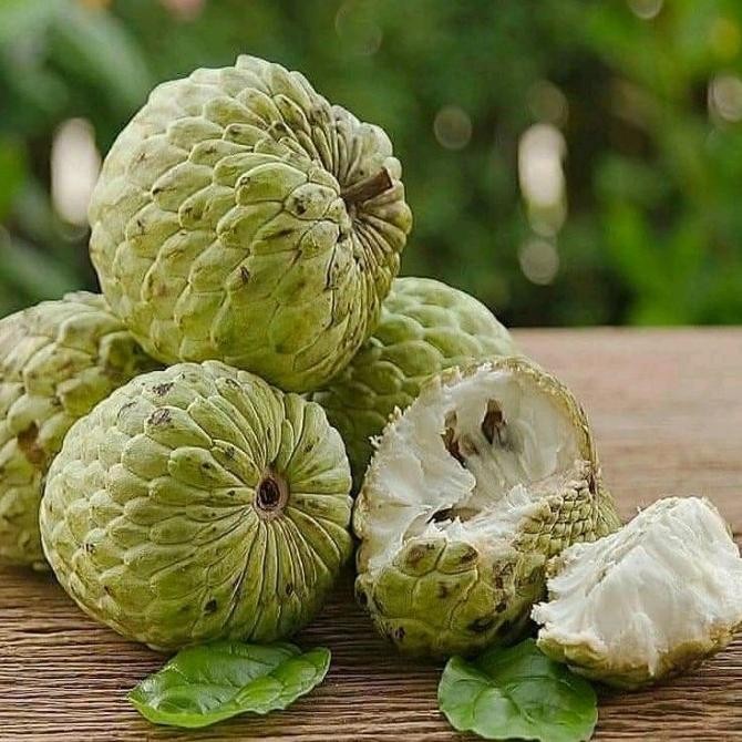 BIBIT TANAMAN BUAH SRIKAYA LOKAL TGBU11 FFFF