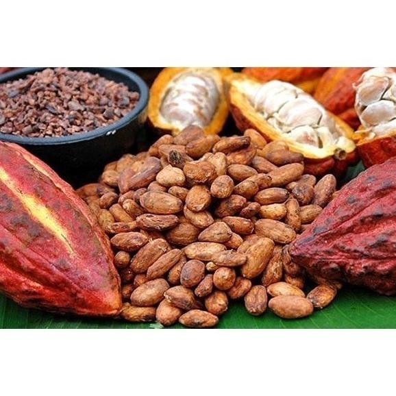 FREESS Terbaru Biji Benih Bibit Tanaman Buah Kakao Coklat Hibrida FFFF