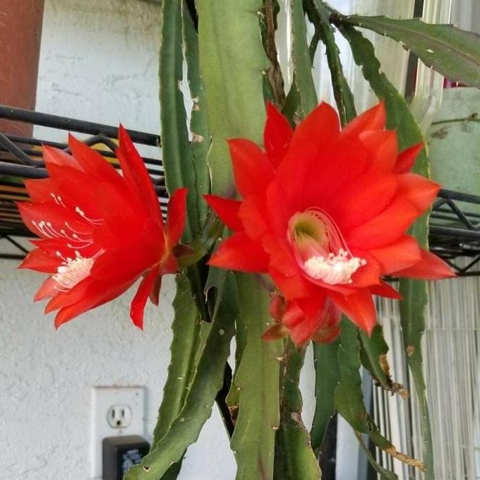 Terlaris Tanaman Hias Hoki - Wijaya Kusuma Merah Besar