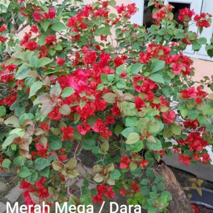 Terlaris Tanaman Hias Bunga Bougenville / Bunga Kertas Merah Mega Cantik
