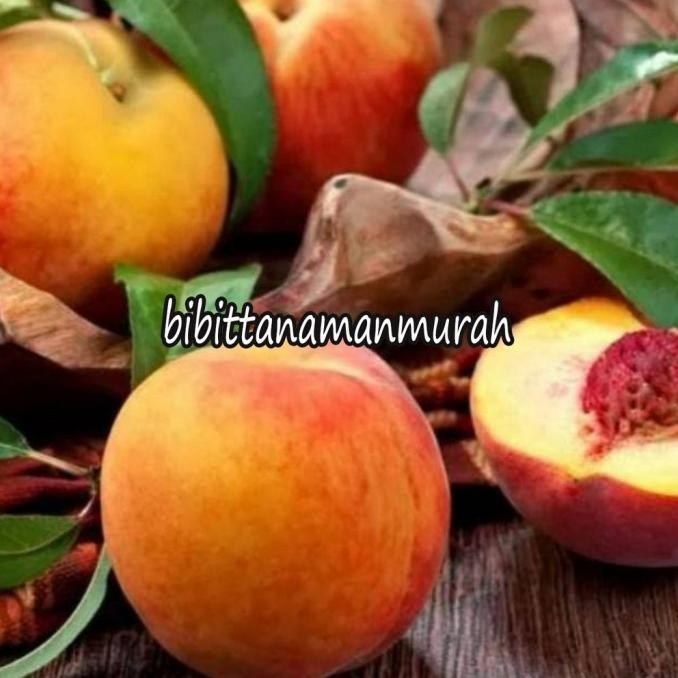 Bibit buah persik super SUPER NNNN
