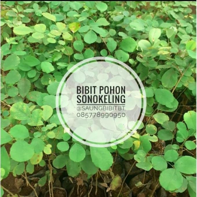 BIBIT POHON TANAMAN KAYU SONOKELING KAYU SANAKELING SUPER NNNN
