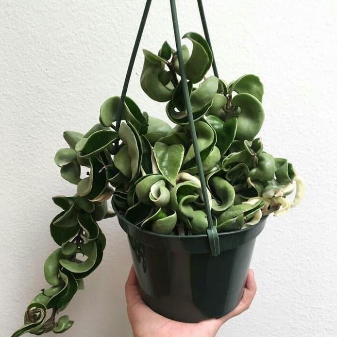 Terlaris Tanaman Hias Gantung Hoya Compacta Curly - Hoya Carnosa