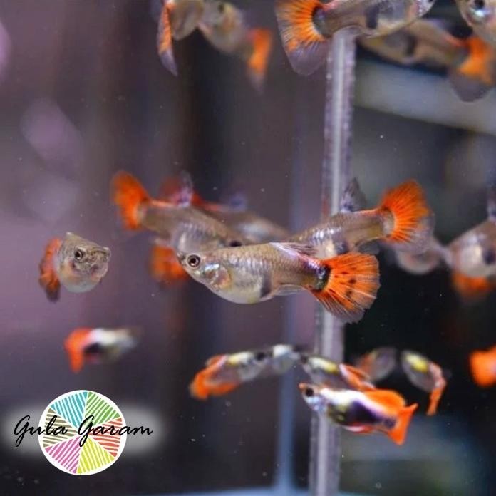 Terlaris Paket Koloni (Isi 10) Guppy Prtde Betina Dumbo Ear Ikan Hias Aquascape Hiasan Aquarium Tana