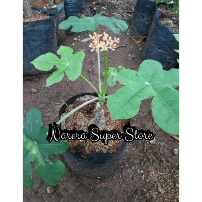 Terlaris Tanaman Hias Jarak Bali Buddha Belly Jarak Botol Murah Ekonomis