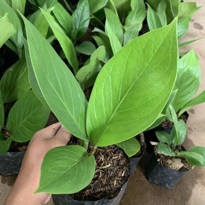 Tanaman hias anthurium jemani cobra catalog - Jemani kobra katalog murah