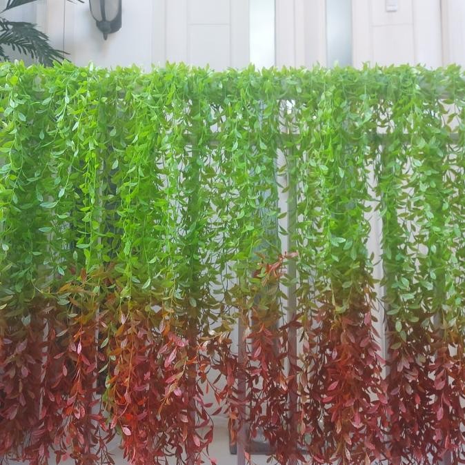 daun hias panjang menjulur daun lee kwan yew daun rambat daun plastik