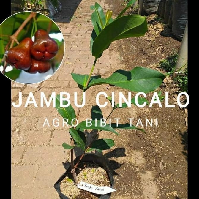 PREMIUM Bibit Tanaman Buah Jambu Cincalo Merah-Bibit Pohon Jambu Air Cincalo