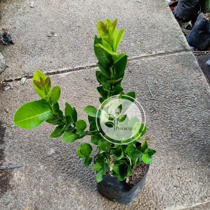 Bibit Jeruk Lemon Tea Pohon Jeruk Lemon Kuning Bibit Buah Jeruk Lemon PREMIUM