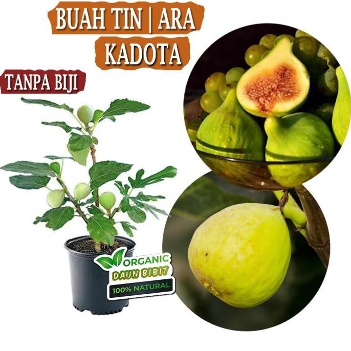 Bibit Buah Tin Kadota | Buah Ara Kadota SBB13 FFFF PREMIUM