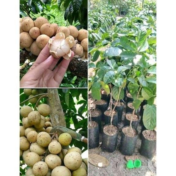 BIBIT BUAH DUKU PALEMBANG TANPA BIJI SUPER NNNN PREMIUM