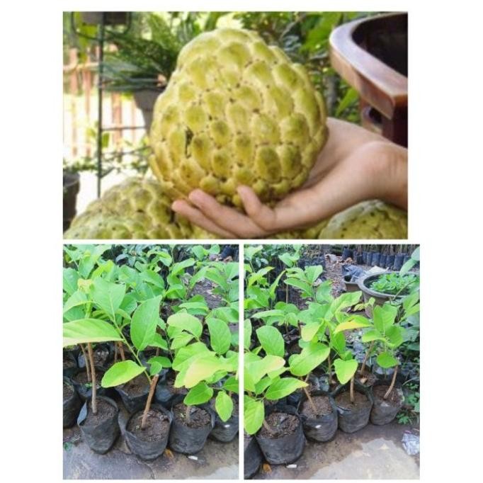 bibit buah srikaya jumbo okulasi cepat berbuah seperti cangkok SUPER PREMIUM