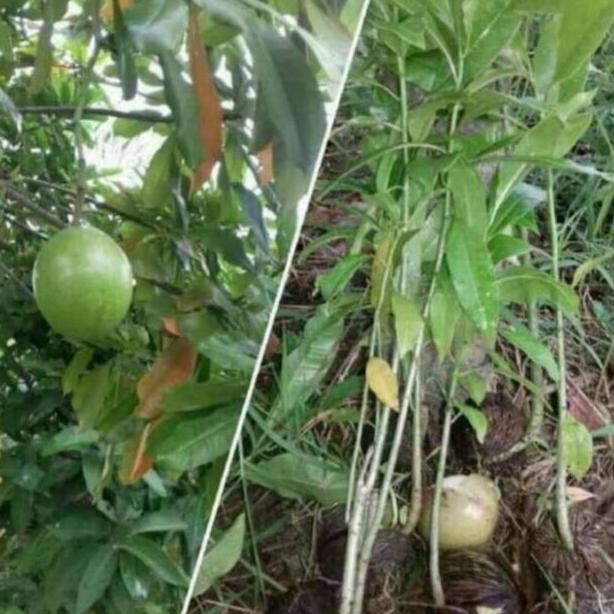 Pohon Bintaro - Tanaman Pelindung Bibit Pohon Bintaro SUPER NNNN PREMIUM