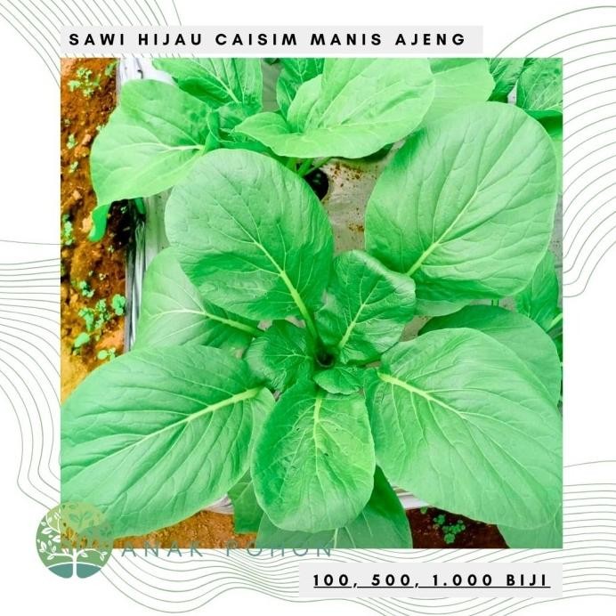 Benih Bibit Biji - Sawi Hijau Manis Ajeng / Sawi Bakso Mie Ayam Seeds murah