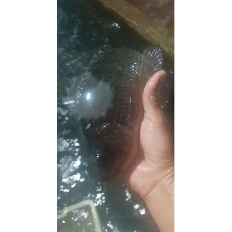 

DISKON IKAN MUJAIR SEGAR 1 KG (BUKAN FROZEN) MAJELA CITRA