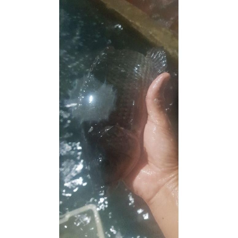 

TRENDING IKAN MUJAIR SEGAR 1 KG (BUKAN FROZEN) MAJELA CITRA