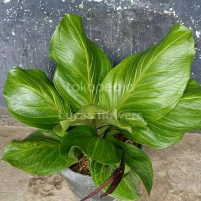 Terlaris Tanaman Hias Anthurium Jemani Big Size - Jemani Katalok Jumbo