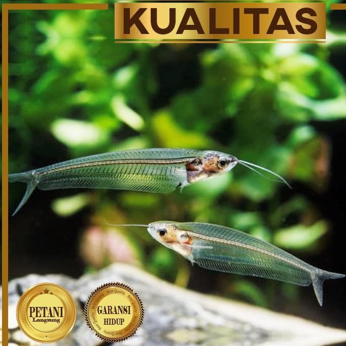 Terlaris Lele Hantu Glass Catfish Ikan Hias Aquascape Hiasan Aquarium Tanaman
