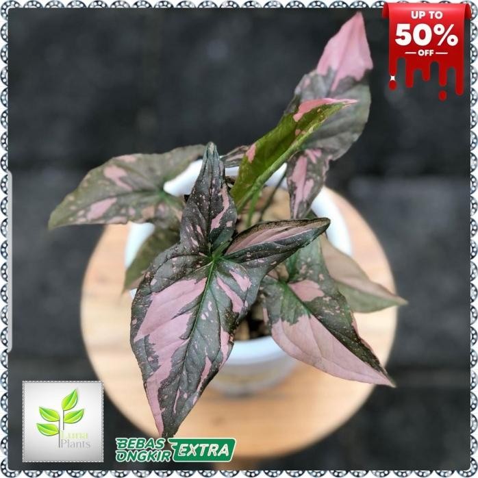 Terlaris Syngonium Pink Splash - Tanaman Hias Syngonium Pink Splash