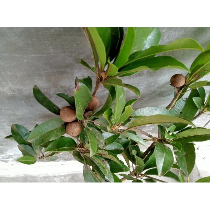 Bibit Buah Sawo Sudah Berbuah Bibit Tanaman Sawo Berbuah Bibi Sawo PREMIUM