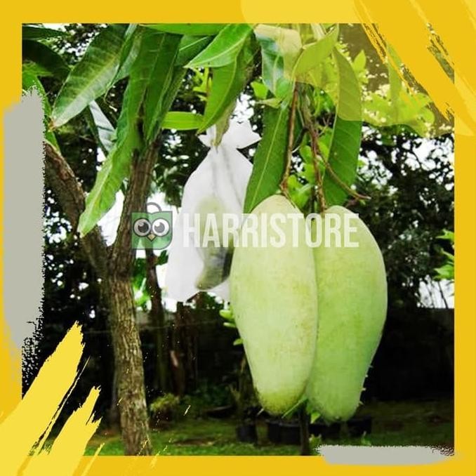 Bibit Tanaman Buah Mangga Golek Super Pohon Mangga Golek YI NNNN PREMIUM