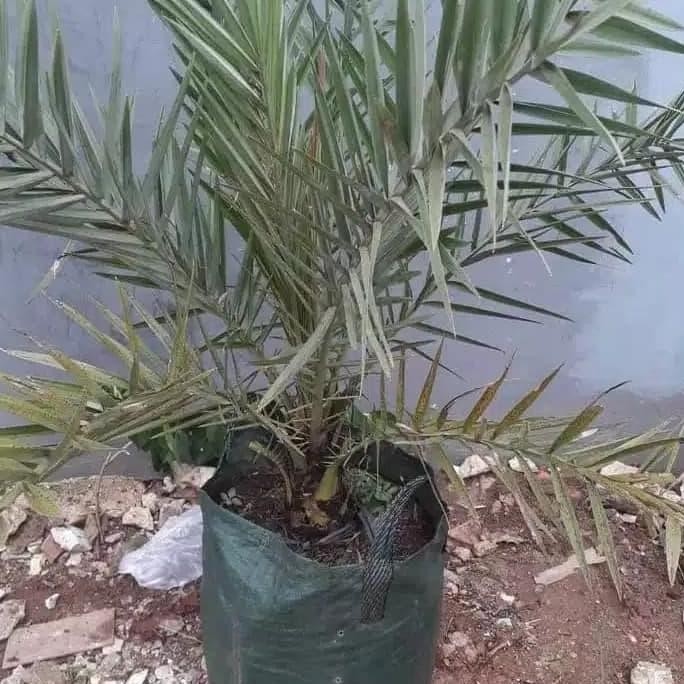 Vd08 Tanaman Hias Bibit Pohon Kurma Ajwa / Pohon Kurma Murah