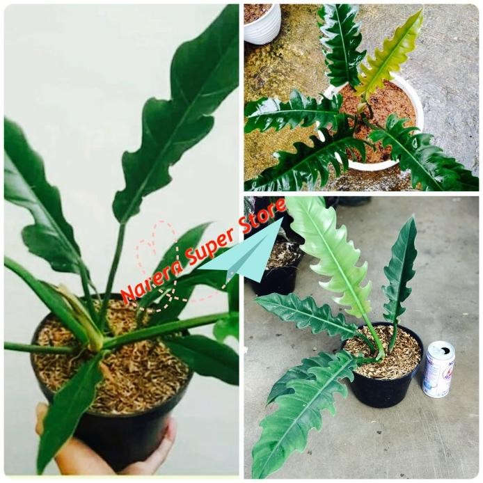 Terlaris Tanaman Hias Philo Gergaji Philodendron Green Saw Pohon Bunga