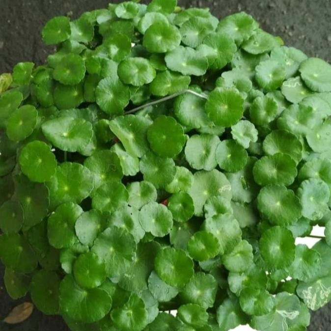 

Terlaris Bibit Tanaman Air Tanaman Pegagan/ Pohon Herbal
