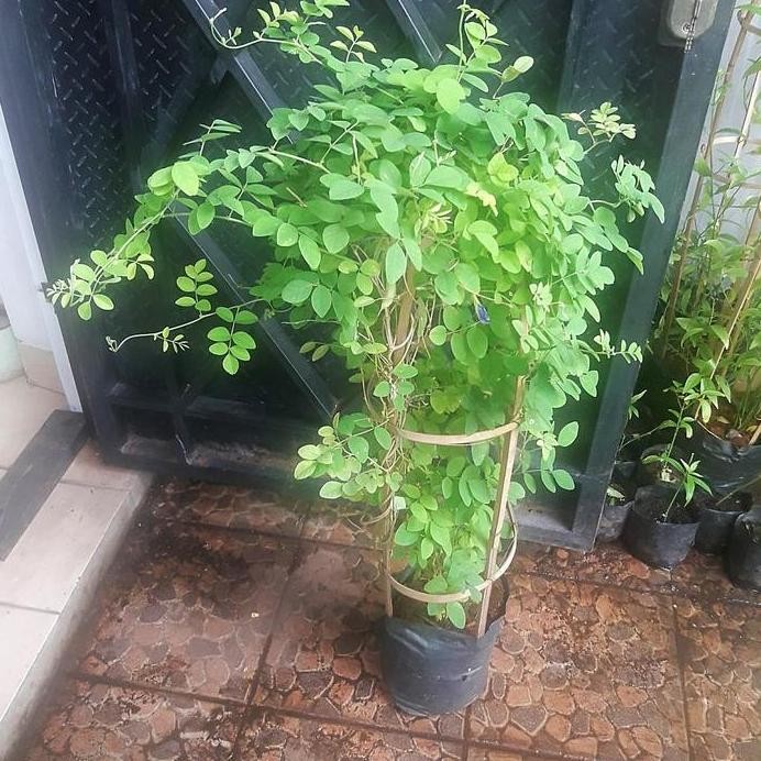 

Terlaris Tanaman Herbal Kembang Teleng / Kembang Telang