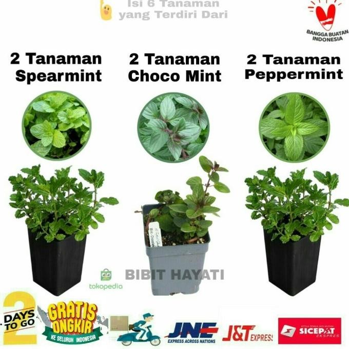 

Terlaris 6 Bibit Tanaman Herbal Mint Jenis Spear, Chocolate, Dan Peppermint