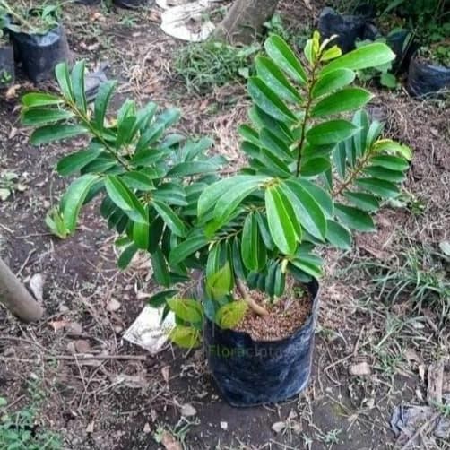 

Terlaris Tanaman Buah Sirsak Daun Herbal