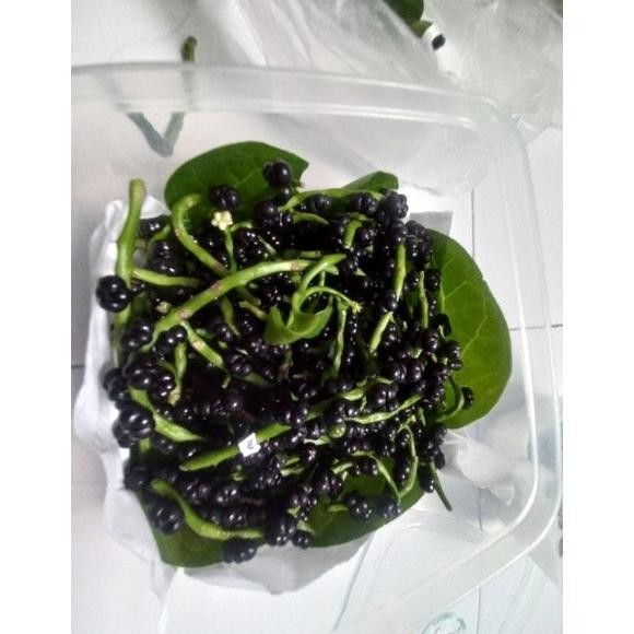 

Terlaris Buah Angkung Herbal / Buah Tanaman Binahong