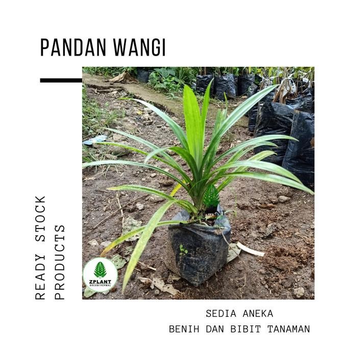 

Terlaris Tanaman Pandan Wangi - Bibit Pohon Herbal Daun Bahan Masakan