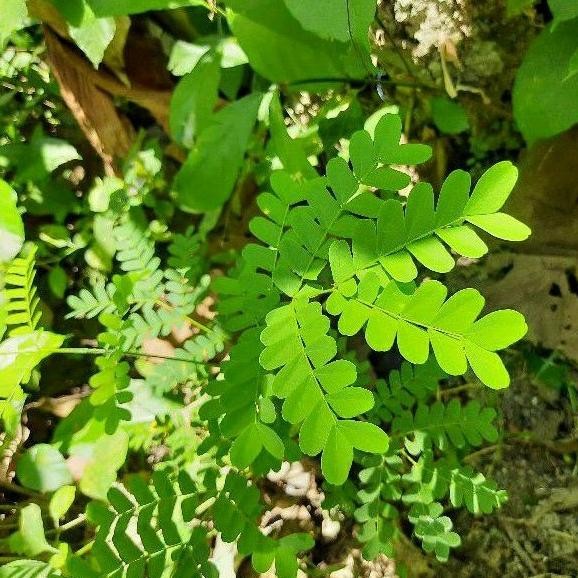 

Terlaris Bibit Tanaman Herbal Kayu Secang Atau Sepang / Caesalpinia Sappan