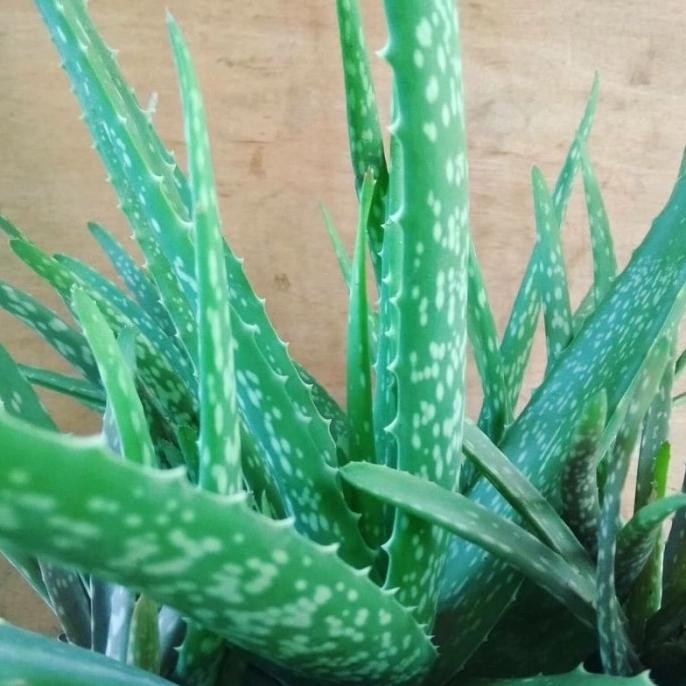 

Terlaris Tanaman Herbal Lidah Buaya Aloevera