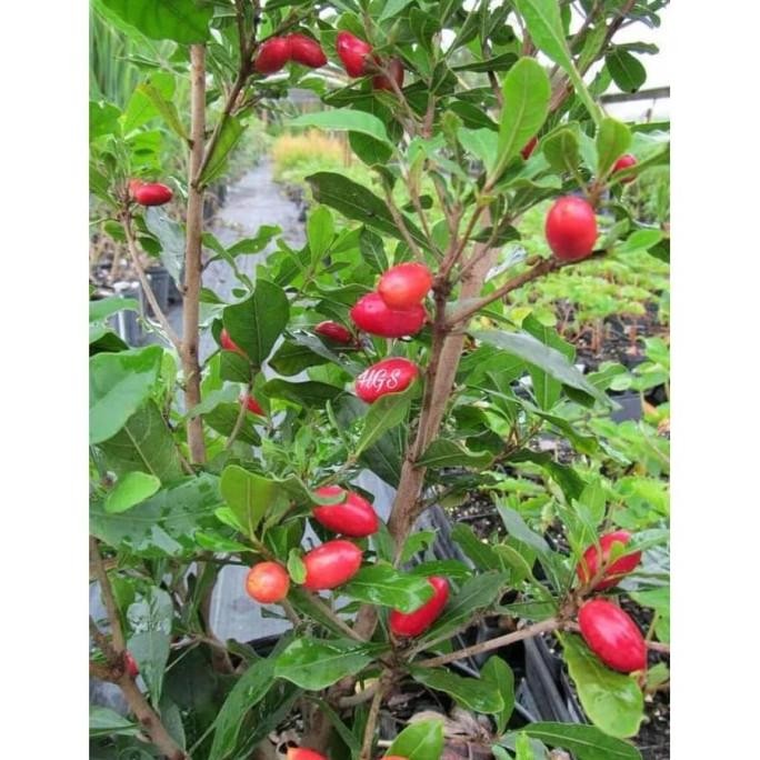 

Terlaris Tanaman Herbal Miracle Fruit Si Buah Ajaib