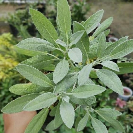 

Terlaris Tanaman Herbal Daun Sage