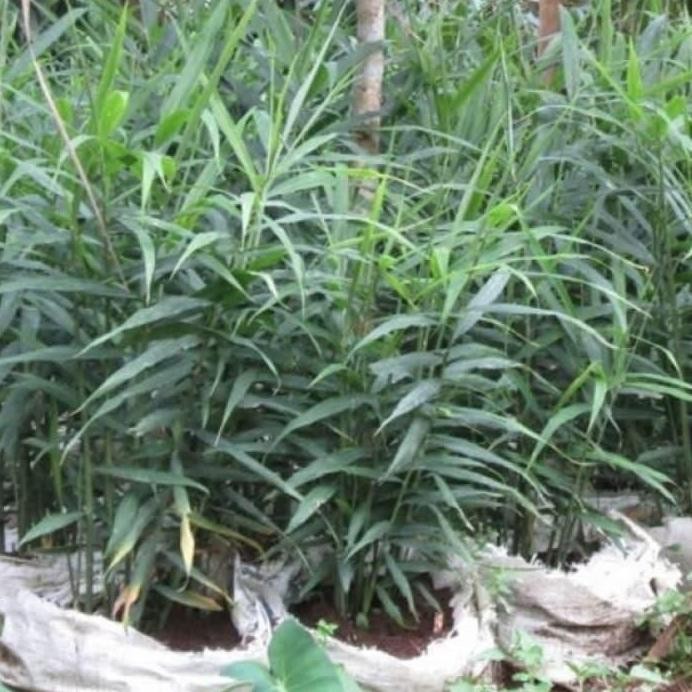 

Terlaris Bibit Tanaman Herbal Pohon Jahe Kebo
